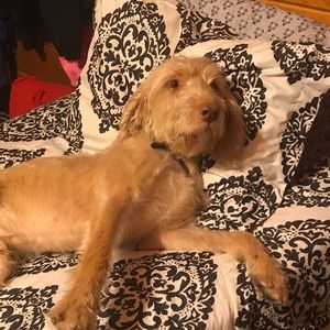 Meet your Posher, Molly